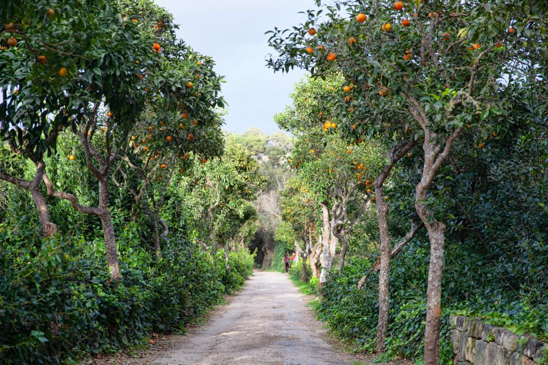 Buskett Gardens